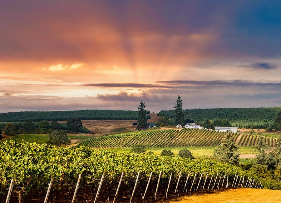 a vineyard just south of Salem, Oregon